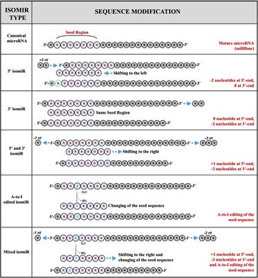 The MicroRNA Family Gets Wider: The IsomiRs Classification and Role